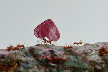 Fototapeta na wymiar Leaf cutter ants carry leaves along their route to their final destination.