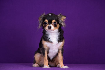 Fototapeta premium Chihuahua puppy.