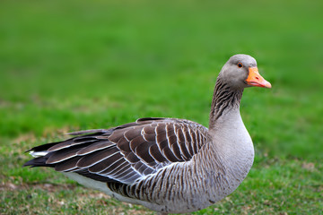 Naklejka na ściany i meble Close up shot of goose in the meadow
