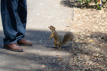 Squirrel with peanut in its mouth begging for more food from man