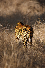 The African leopard (Panthera pardus pardus) is walking in the savanna from behind