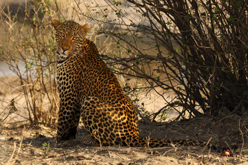 The African leopard (Panthera pardus pardus) is sitting on the edge of small valley close to water and waiting for its prey