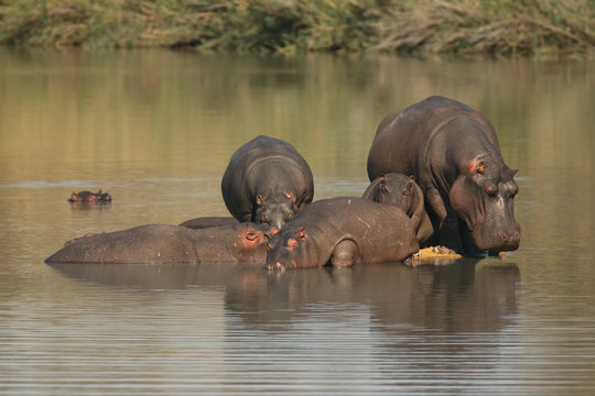 The group or herd of common hippopotamus (Hippopotamus amphibius), or hippo is relaxing in the middle of lake during hot days