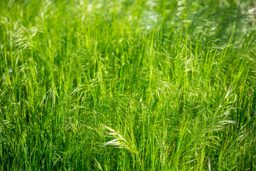 meadow grass close-up. Green field grass in the sun. Green herbal background. Grass background
