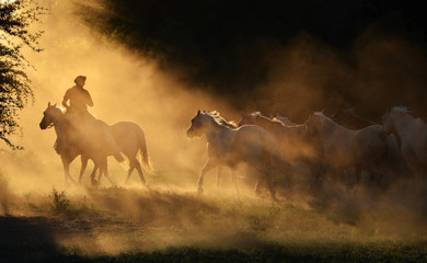 jinete con su tropilla de caballos entre una nube de polvo en el atardecer
