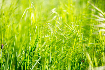 meadow grass close-up. Green field grass in the sun. Green herbal background. Grass background