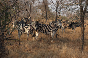 Fototapeta na wymiar The herd of plains zebras (Equus quagga, formerly Equus burchellii) standing in high, dry and yellow grass and bushes