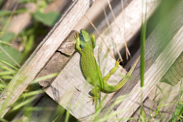 lizard green Lacerta viridis. A green lizard in a natural habitat. Lacerta viridis close-up.