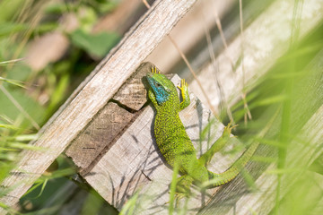 lizard green Lacerta viridis. A green lizard in a natural habitat. Lacerta viridis close-up.