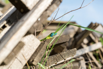 lizard green Lacerta viridis. A green lizard in a natural habitat. Lacerta viridis close-up.