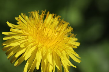 Dandelion