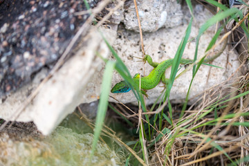 lizard green Lacerta viridis. A green lizard in a natural habitat. Lacerta viridis close-up.