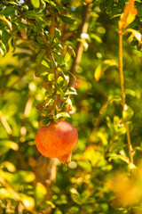 Pomegranate fruit on green tree.