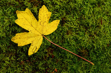 Feld-Ahornblatt im Herbst auf Moospolster