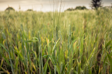 Wheat field. Close-up of wheat ears