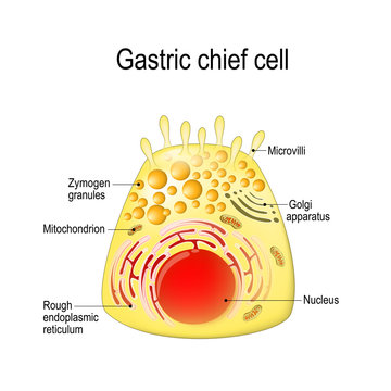 Gastric chief (peptic, gastric zymogenic) cell.