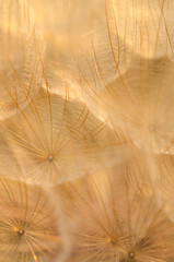 Dry Dandelion Seeds Close-Up. Abstract Background. Soft Focus. Macro.