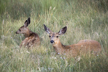 Mother and Deer Fawn