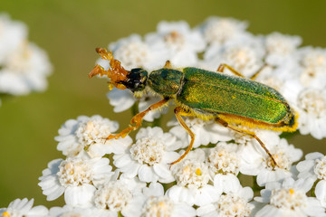 Beetle Spinfly On A Flower Yarrow Or Scoria Herb (Achillea Millefolium). Macro. CloseUp.
