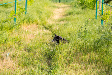 dog playing on grass. dog sporting in nature. big cute dog on sunny day in meadow