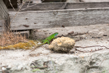 lizard green Lacerta viridis. A green lizard in a natural habitat. Lacerta viridis close-up.
