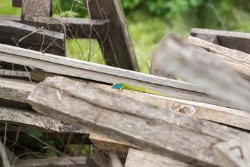 lizard green Lacerta viridis. A green lizard in a natural habitat. Lacerta viridis close-up.