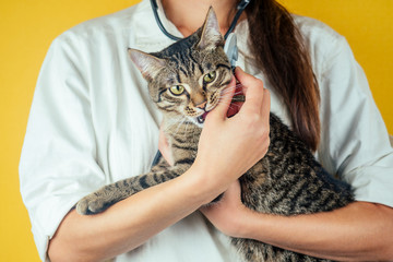 beautiful and domestic cat on the hands of a female veterinarian on a yellow background. concept of health of domestic animals
