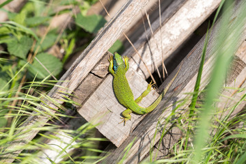 lizard green Lacerta viridis. A green lizard in a natural habitat. Lacerta viridis close-up.