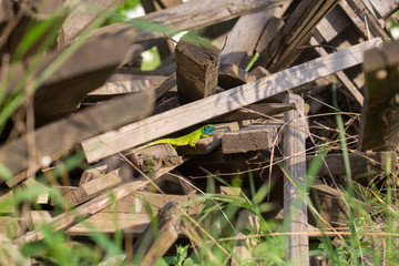 Obraz premium lizard green Lacerta viridis. A green lizard in a natural habitat. Lacerta viridis close-up.