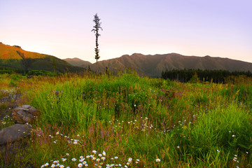 Obraz premium Spring landscape under evening sun light