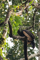 The green peafowl is walking for food on the ground