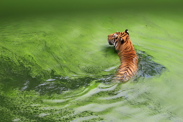 Tiger is swimming in a pond at the zoo.