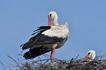 pair of white stork sitting in the nest in the spring pairing season