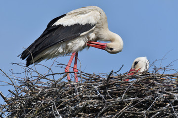 pair of white stork sitting in the nest in the spring pairing season