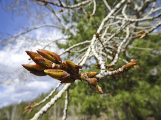 poplar buds in resin