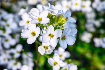 White Forget-Me-Not flowers in the garden.