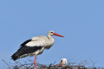 pair of white stork sitting in the nest in the spring pairing season