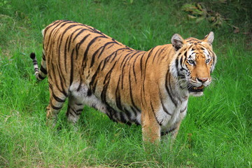 Tigers walk on grass, live in zoos.