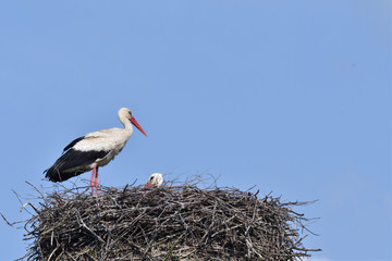 pair of white stork sitting in the nest in the spring pairing season