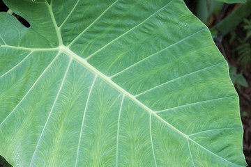 Araceae leaf texture close up