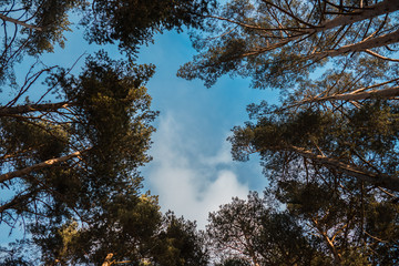 Forest sky