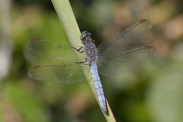 Macrofotografia di un insetto Orthetrum coerulescens
