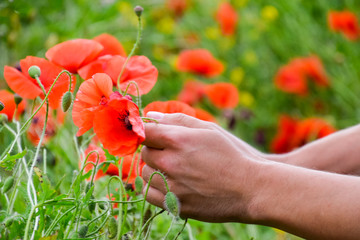 Tearing the poppies for a bouquet. Poppy flowers in the clearing. Blooming red wild poppy. Red poppy flowers.