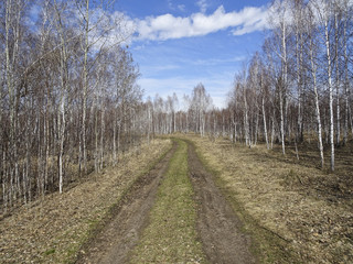 forest road in the spring 