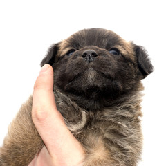 Little mongrel puppy in owner's hand. Bottom view.