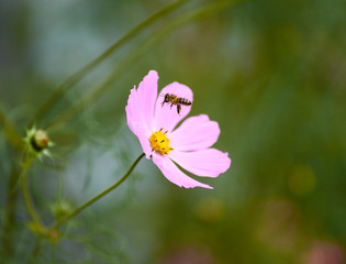 Fototapeta premium work as a bee 