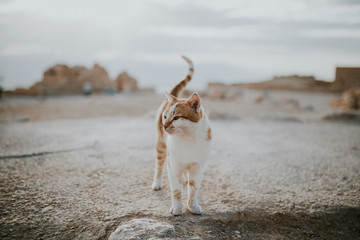 Cat King of Masada