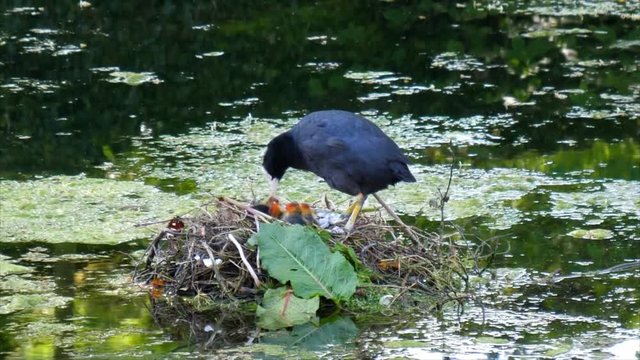 Water bird scene.While female coot is swimming and feeding herself, male is taking care of their chicks