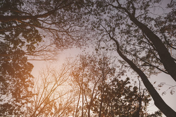 trees silhouettes trunk and branch with leavesless at sunset golden hour twilight with sunset.