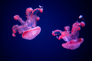 white-spottd jellyfish,Australian spotted jellyfish in glass cabinet.